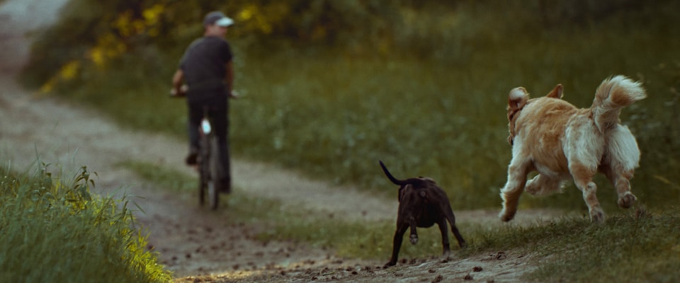 What Should I Do If I’m Bitten By a Dog?