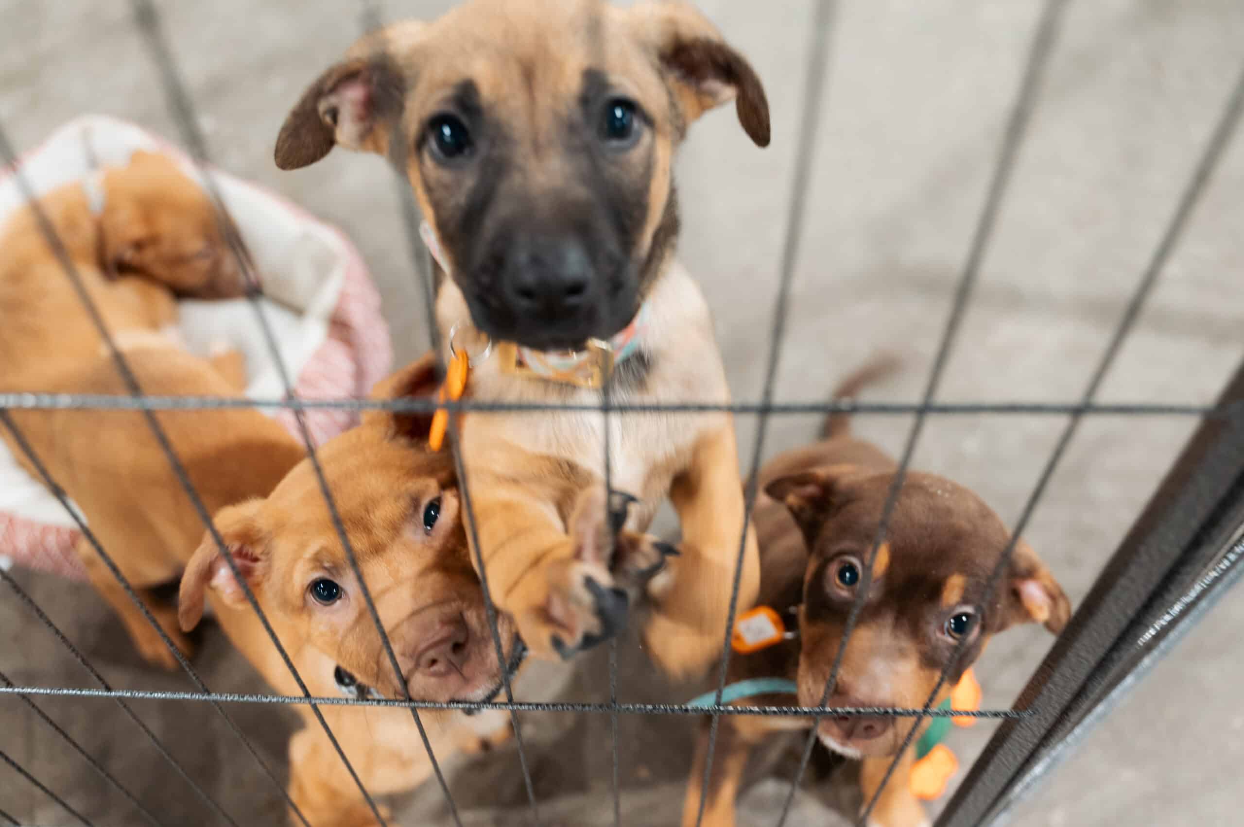 LOU Adopts
