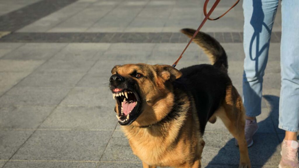 Woman walking German shepard